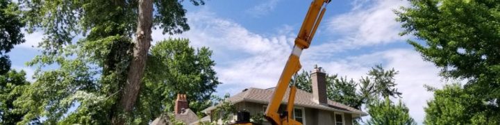 finding-the-best-Tree-Removal-Company.jpg